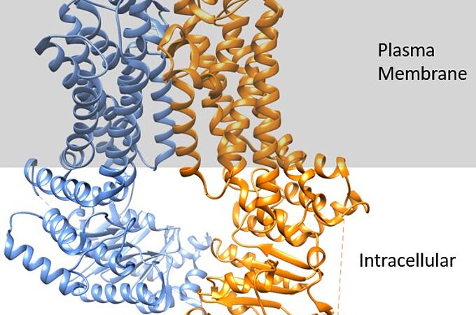 Der ABCG2-Kanal ist ein menschlicher Multidrug-Transporter. Cholesterinmoleküle spielen eine wesentliche Rolle für die Funktion des Proteins. Die Lücke auf der intrazellulären Seite ist die Bindungstasche, in der sich Medikamente zuerst binden. Die intrazellulären Schleifen besitzen auch Nukleotid-Bindungstaschen, die die ATP-Hydrolyse ermöglichen, um Medikamente in die extrazelluläre Umgebung zu pumpen. Taylor et al., "Structure of the Human Multidrug Transporter ABCG2": Die Visualisierungen wurden mit dem Programm Chimera erstellt. UCSF Chimera - ein Visualisierungssystem für explorative Forschung und Analyse. Pettersen EF, Goddard TD, Huang CC, Couch GS, Greenblatt DM, Meng EC, Ferrin TE. J Comput Chem. 2004 Oct;25(13):1605-12. Credits: Wikipedia