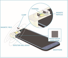 Die Illustration zeigt, wie ein Smartphone-Magnetometer eine Vielzahl biomedizinischer Eigenschaften in flüssigen Proben mit Hilfe eines magnetisierten Hydrogels messen kann. Foto Credits/courtesy of: K. Dill/NIST