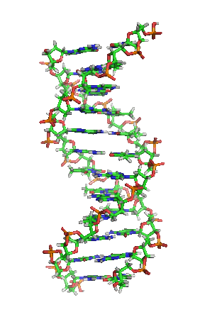 DNA-Helix in B-Konformation (Struktur­modell): Die Stickstoff (blau) enthaltenden Nukleinbasen liegen waagrecht zwischen zwei Rückgratsträngen, welche sehr reich an Sauerstoff (rot) sind. Kohlenstoff ist grün dargestellt. Credits: Wikipedia/ CC BY-SA 3.0