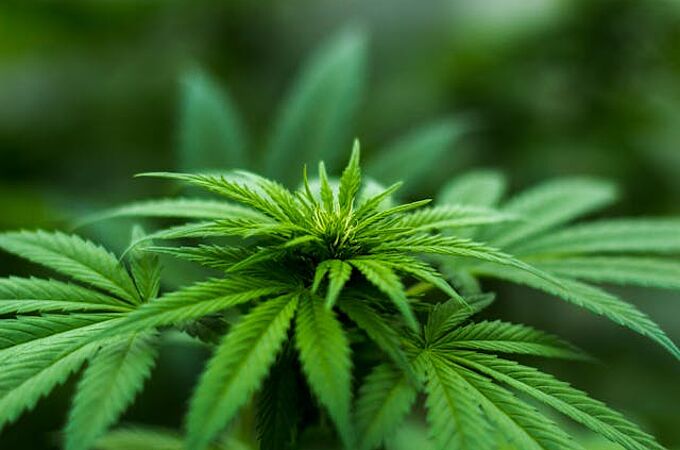 Cannabis-Pflanze - seit dem 1. April 2024 ist der Anbau und Konsum in Deutschland unter bestimmten  Voraussetzungen erlaubt. Foto Credits: Pexels/ Michael-Fischer