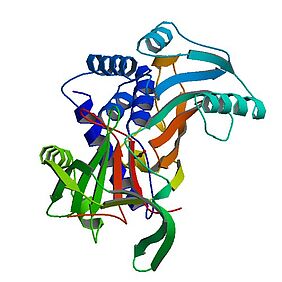 Alpha-1-Antichymotrypsin (Symbol α1AC, A1AC oder a1ACT) ist ein Alpha-Globulin-Glykoprotein, das zur Serpin-Superfamilie gehört. Beim Menschen wird es durch das SERPINA3-Gen kodiert. Credits: Wikipedia Commons Public Domain. 