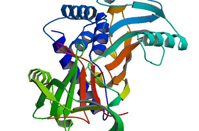 Alpha-1-Antichymotrypsin (Symbol α1AC, A1AC oder a1ACT) ist ein Alpha-Globulin-Glykoprotein, das zur Serpin-Superfamilie gehört. Beim Menschen wird es durch das SERPINA3-Gen kodiert. Credits: Wikipedia Commons Public Domain. 