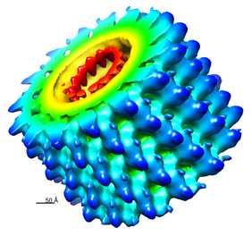 CryoEM reconstruction of the Marburg virus nucleocapsid. EMD-1986. Credits: Wikipedia